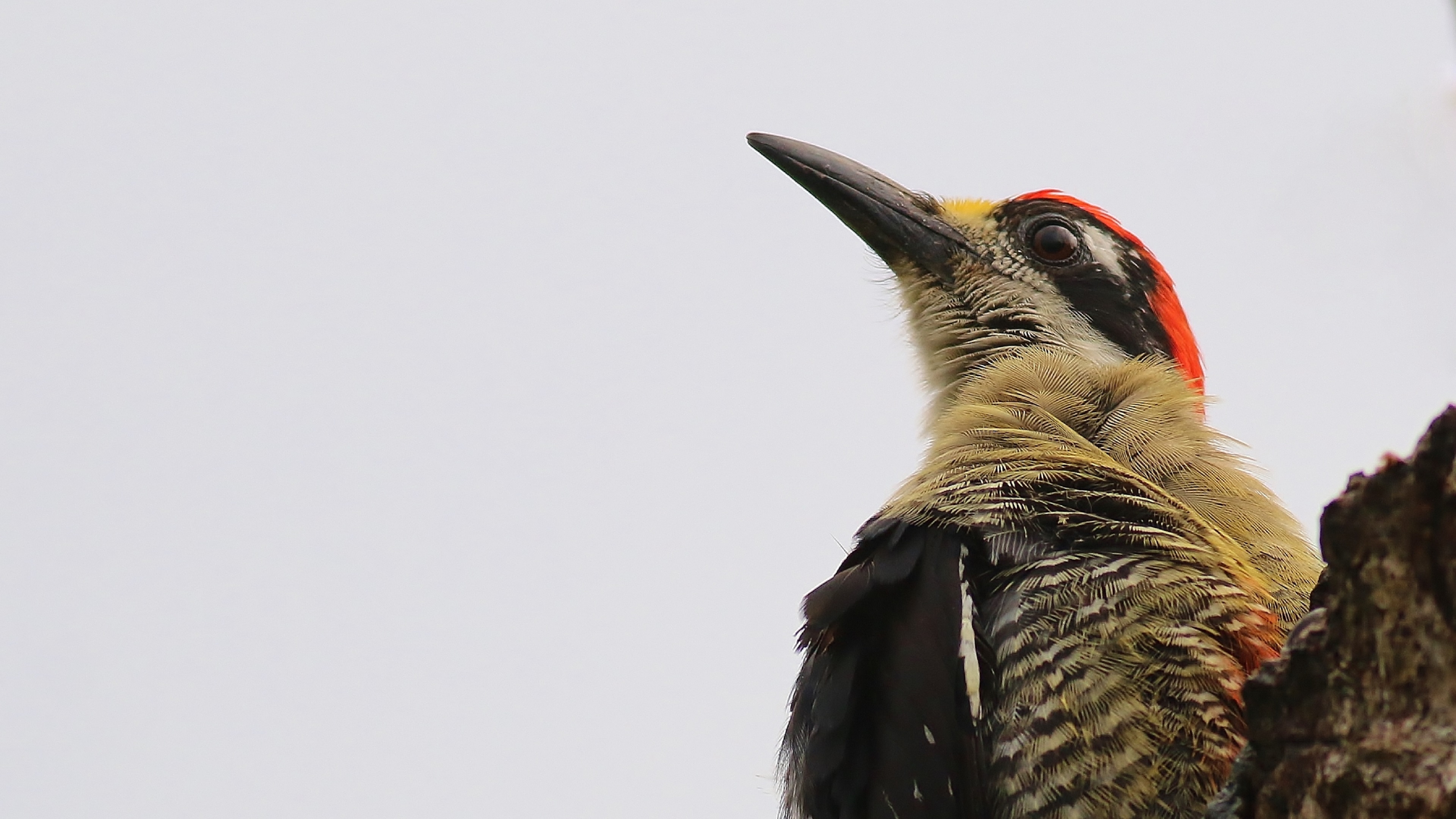 Black-cheeked Woodpecker